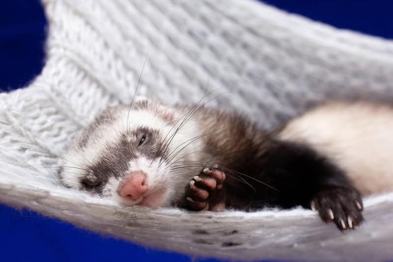 Ferret,sleeping,in,a,hammock