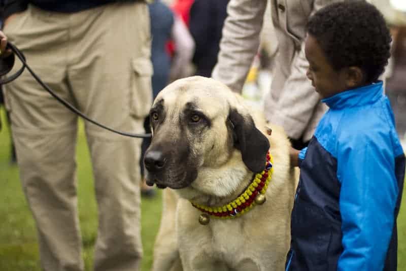 2011 10 02 09730 Washington Dc Turkish Festival