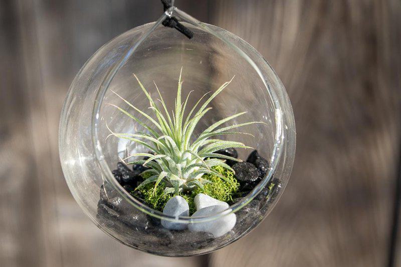 Air Plant (tillandsia)