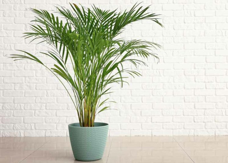 Areca Palm (dypsis Lutescens)