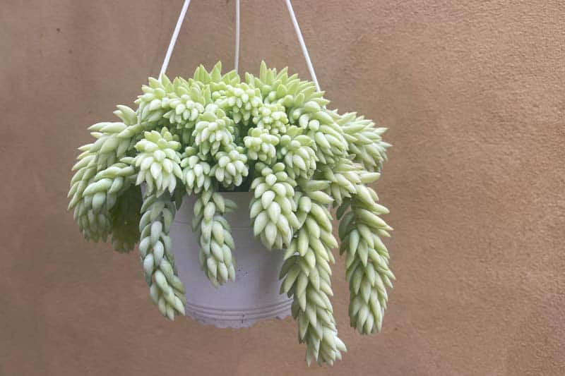 Burro’s Tail (sedum Morganianum)