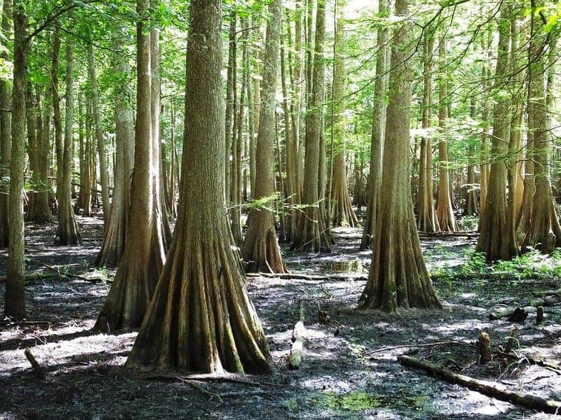 Bald Cypress Trees