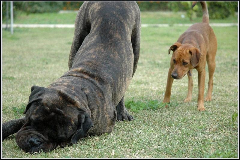 Dog, Bullmastiff כלב, בול מאסטיף
