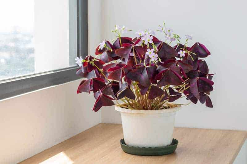 Oxalis (oxalis Triangularis)