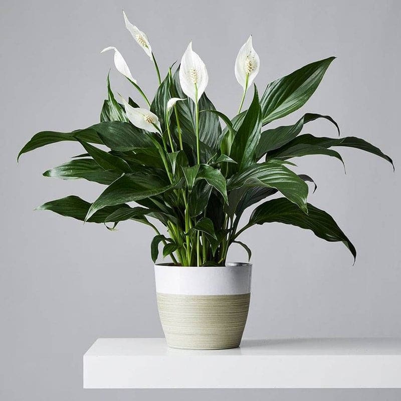 Peace Lily (spathiphyllum