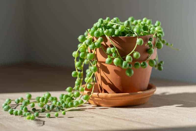 String Of Pearls (senecio Rowleyanus)