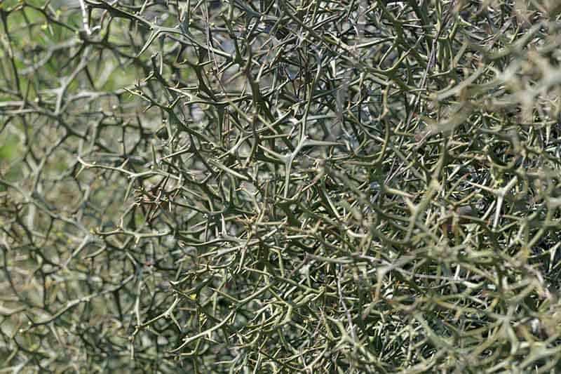 Use Thorny Plants As A Natural Barrier