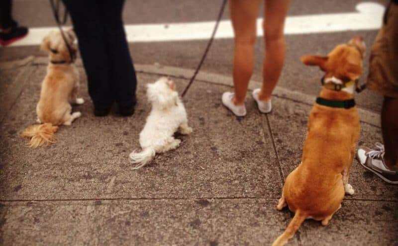 Allow Personal Space When Walking Dogs