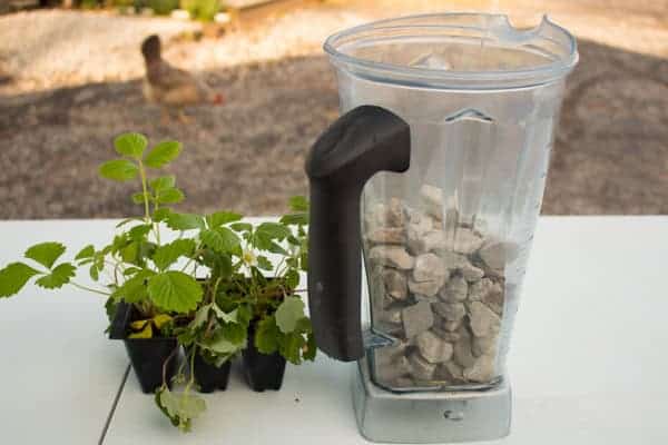 Blender Pitcher Planter 3257