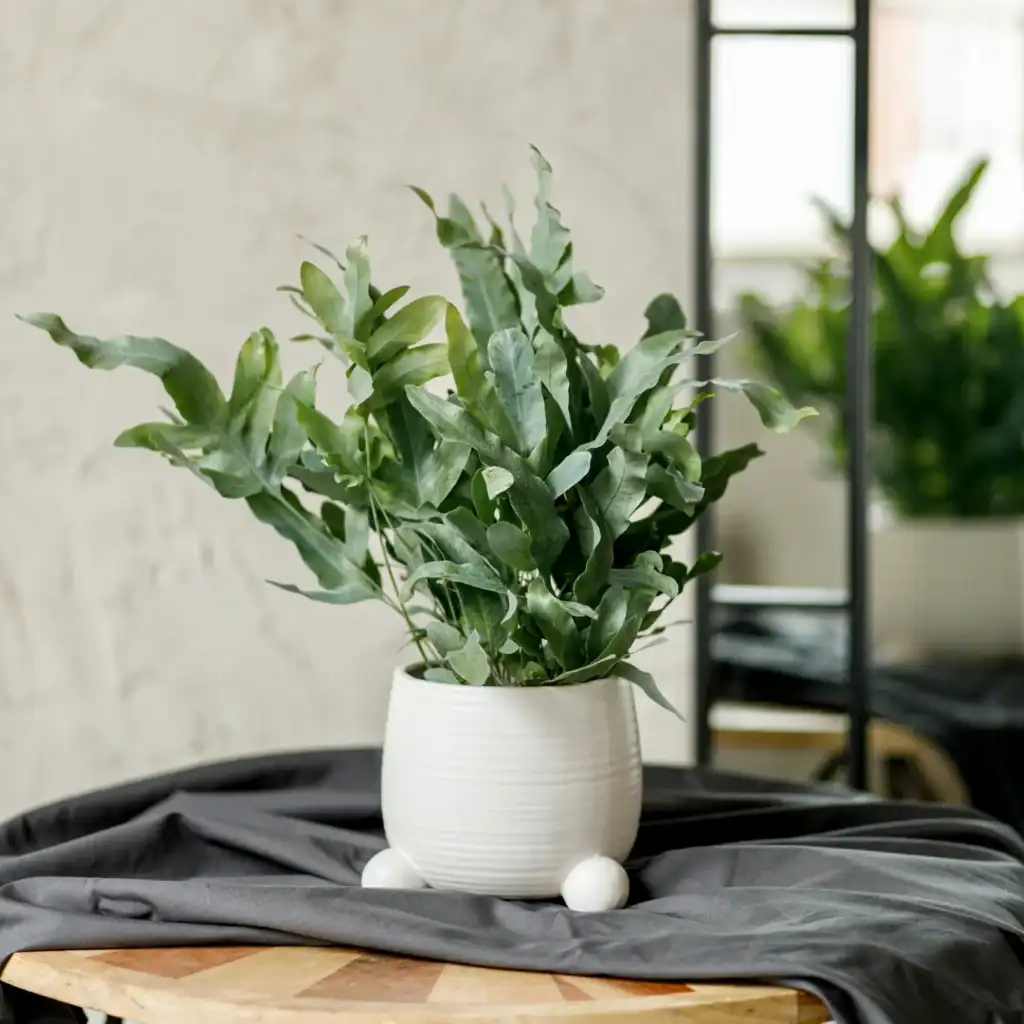 Blue Star Fern (phlebodium Aureum)