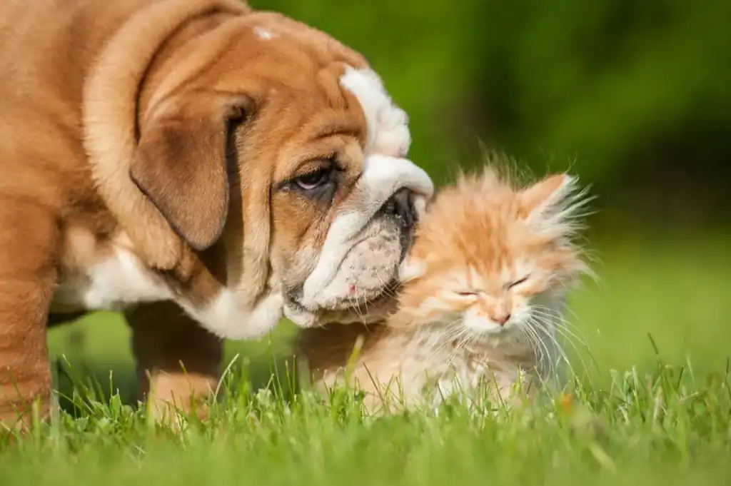 Bulldog Cat Kiss