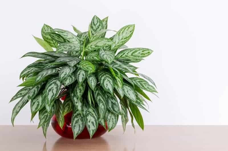 Chinese Evergreen (aglaonema)