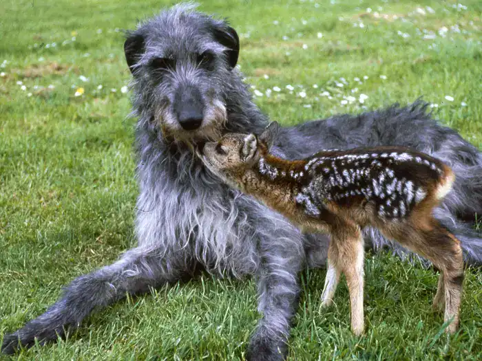 Deerhound