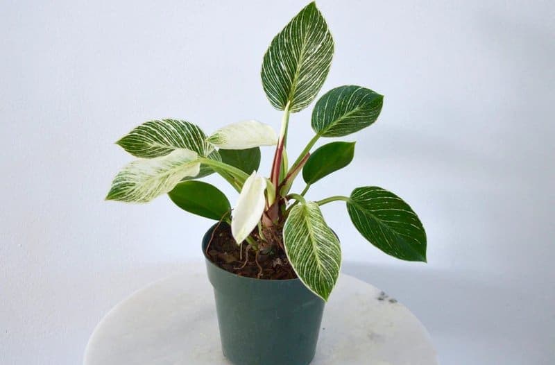 Download 2025 02 25t150804.887