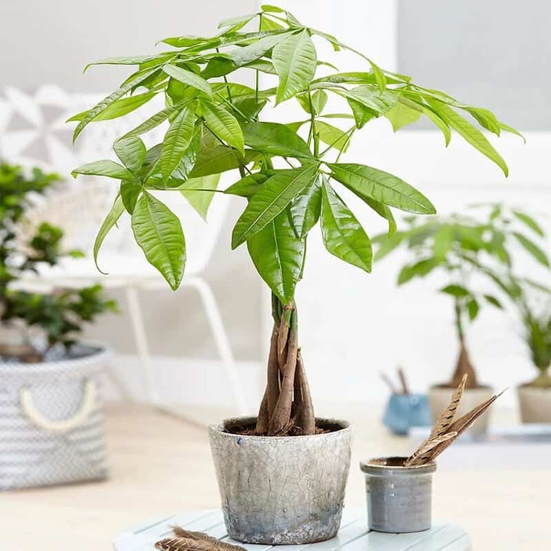 Displaying a Lucky Plant