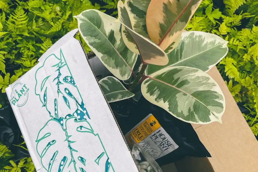 Ds5l7bpgtmsvwuqvcj4b