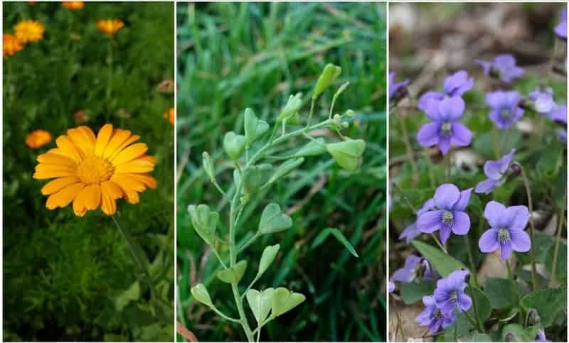 The Forager’s Feast: 31 Common Plants You Never Knew You Could Eat
