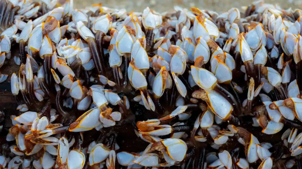 Goose Barnacles Beach Close Phongsak Meedaenphai Shutterstock Dhdztm
