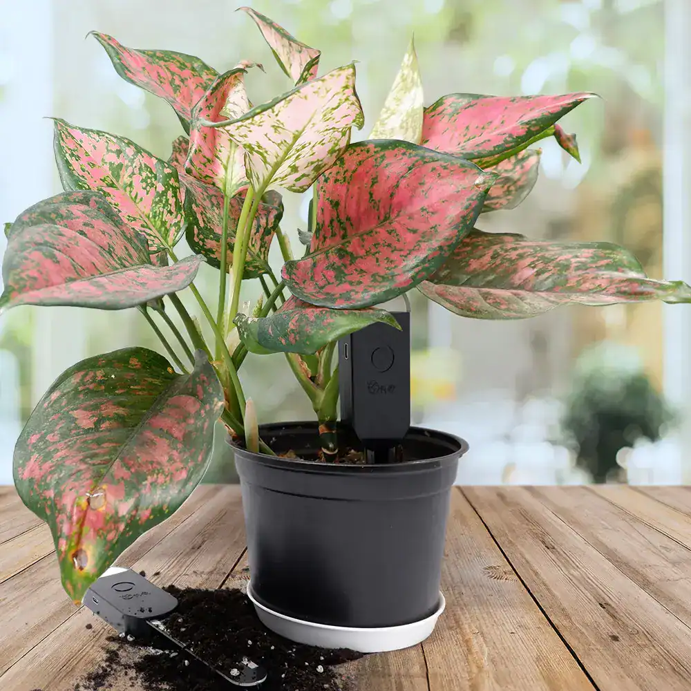 Monitor Aglaonema
