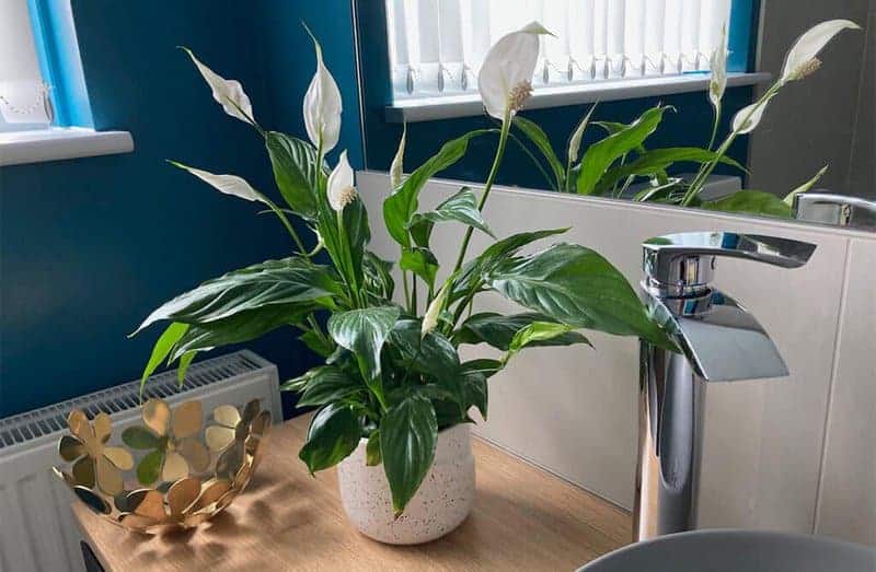 Peace Lily (spathiphyllum)