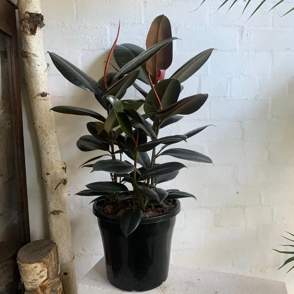 Rubber Plant (ficus Elastica)
