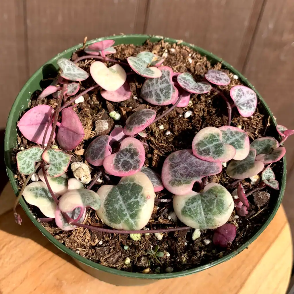 String Of Hearts (ceropegia Woodii)