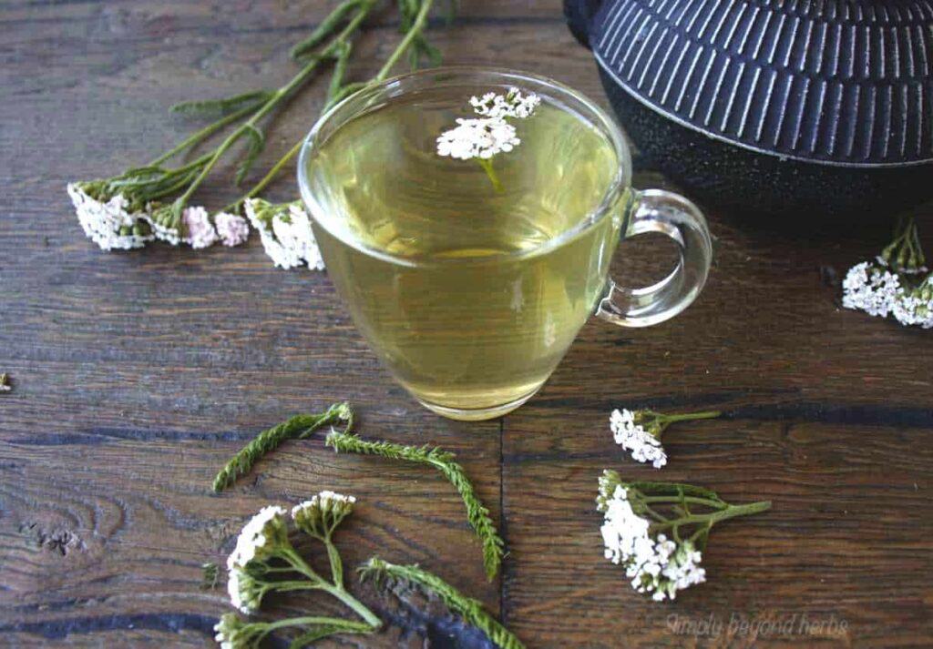 Yarrow Tea7