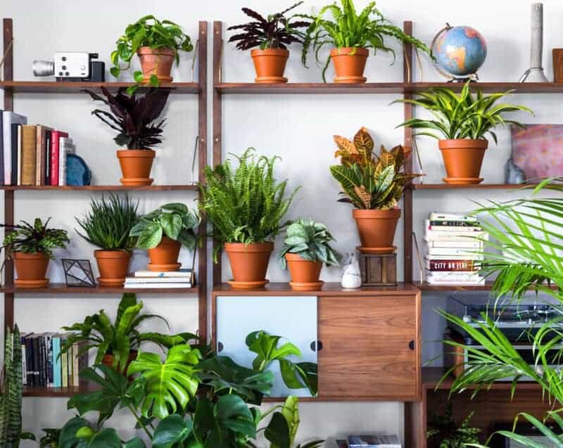 Indoor Jungle With Houseplants