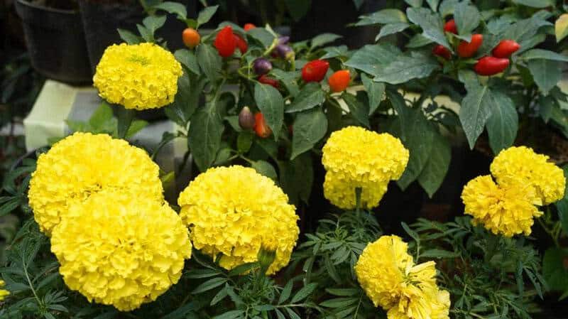 Companion Plants That Thrive Together: 20 Perfect Garden Pairings