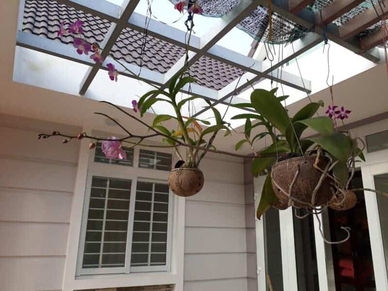 Planting Orchid Art Coconut Shell