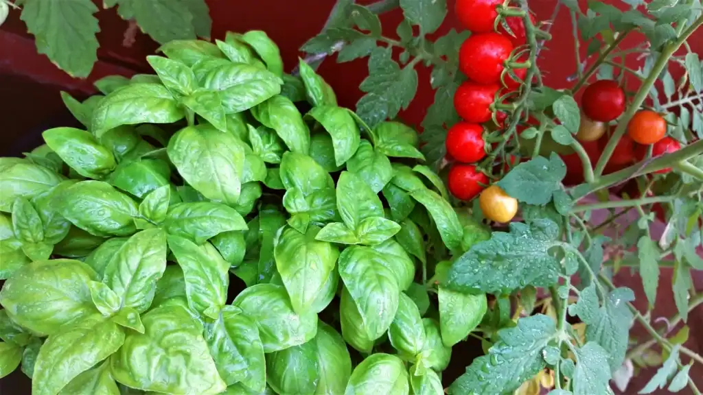 Tomatoes & Basil