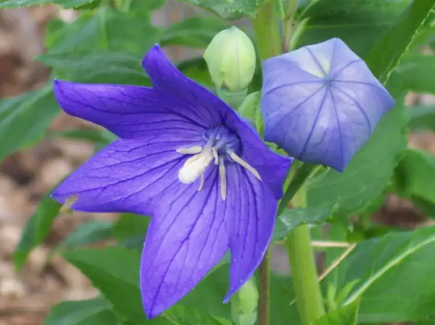 Balloon Flower