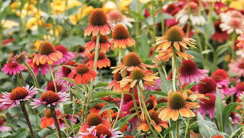 Coneflower (echinacea)