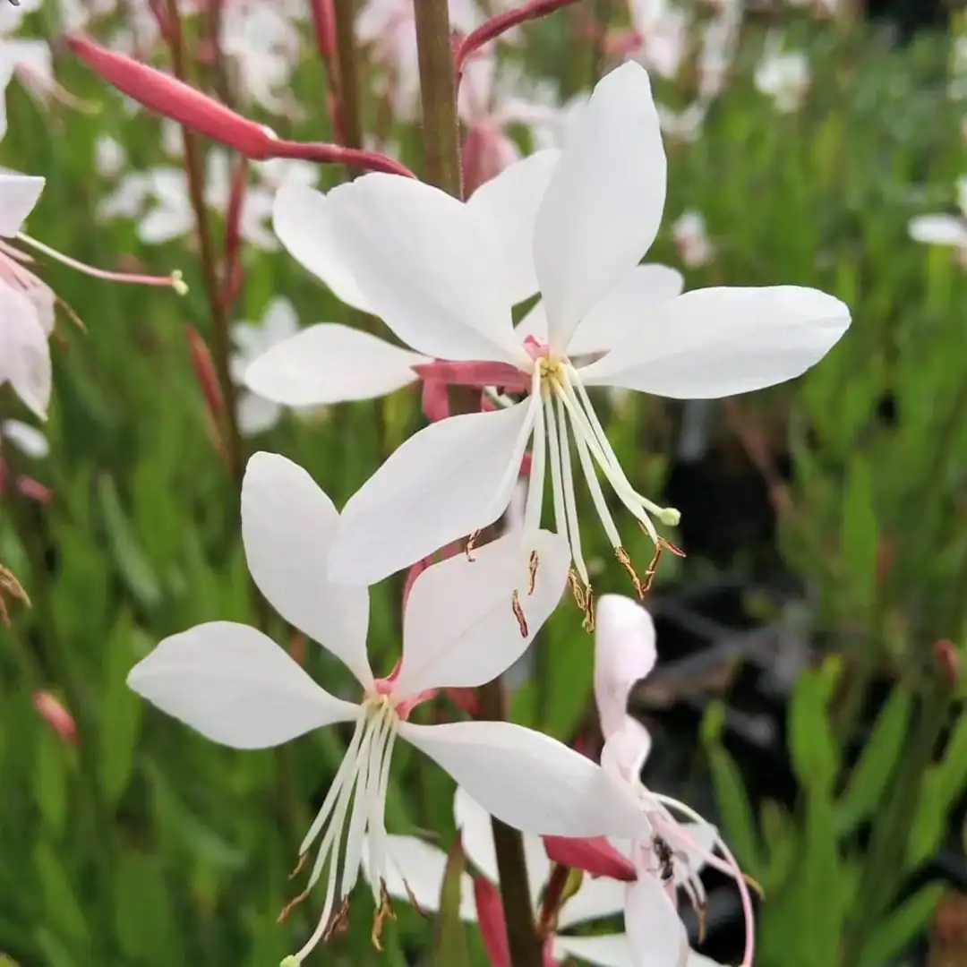 Gaura (whirling Butterflies)