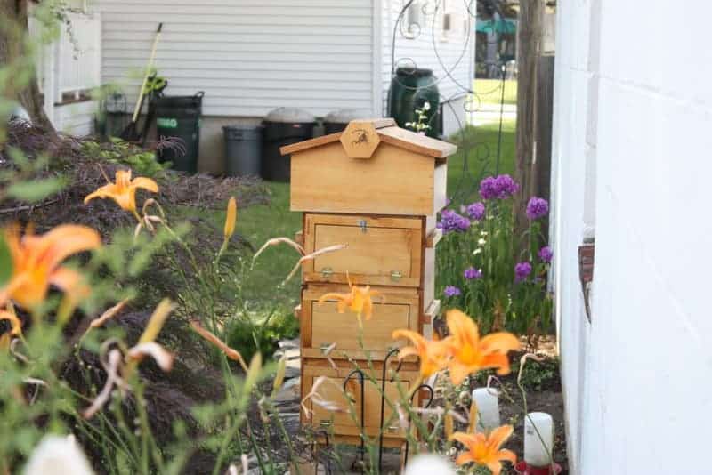 Neighborhood Beekeeping