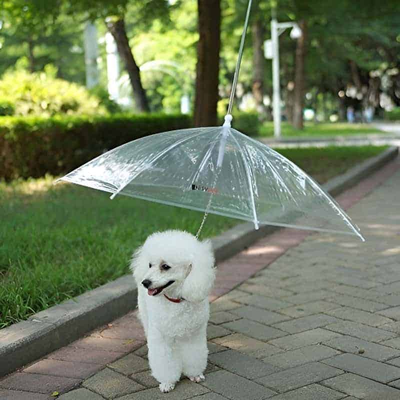 Pet Umbrella