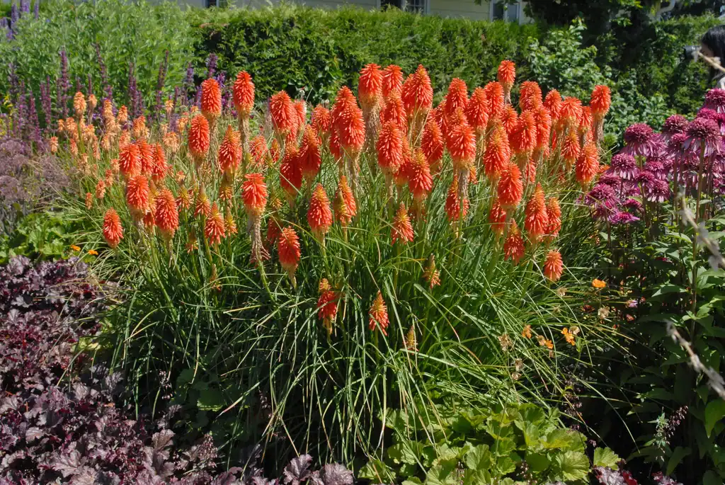 Red Hot Poker (kniphofia)