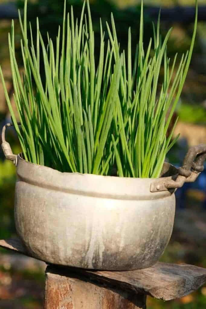 Scallions (green Onions)