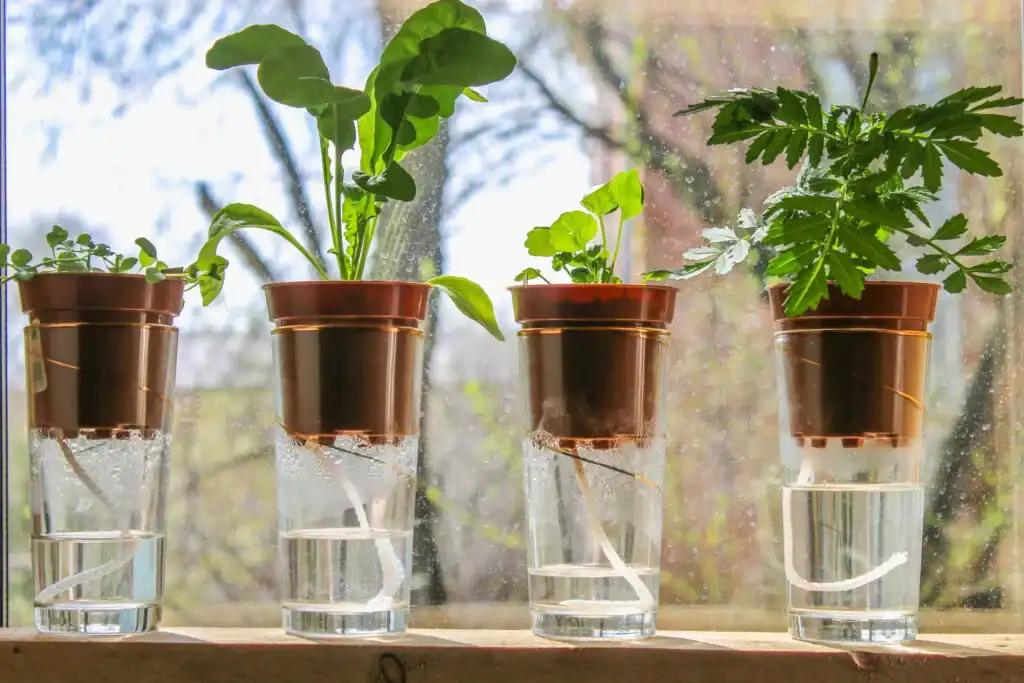 Self Watering Planters
