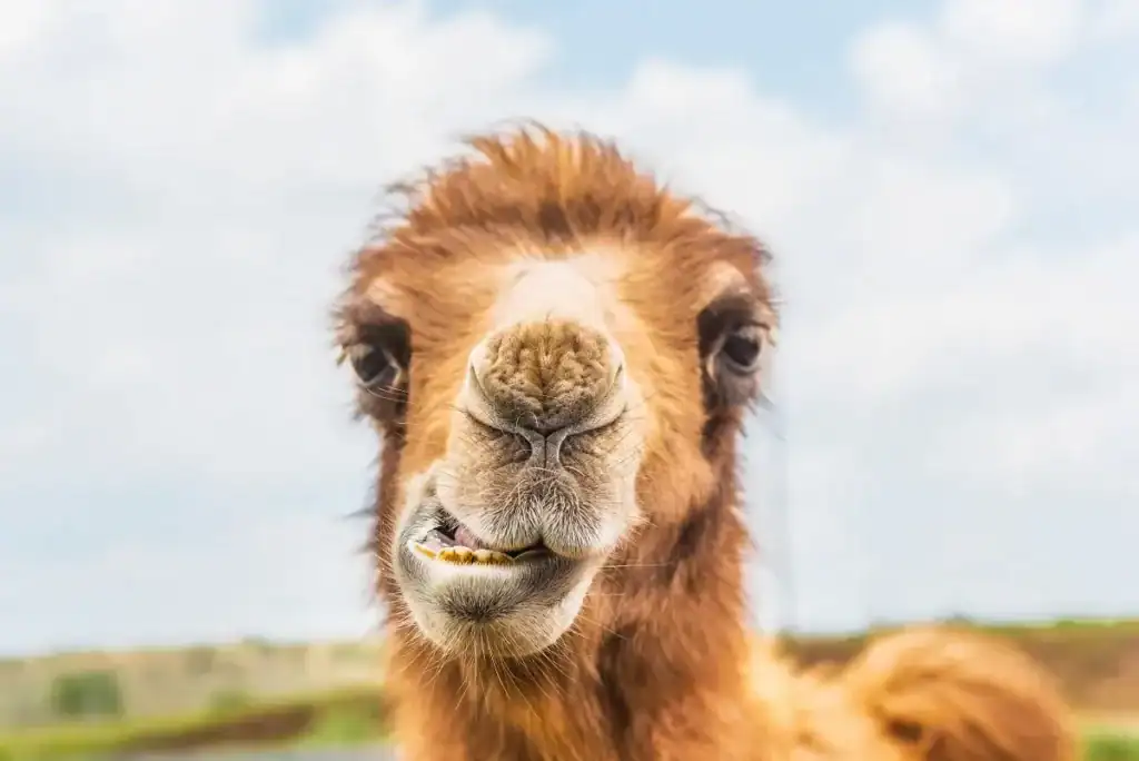 There’s A Law That Says You Can’t Hunt Camels In Arizona