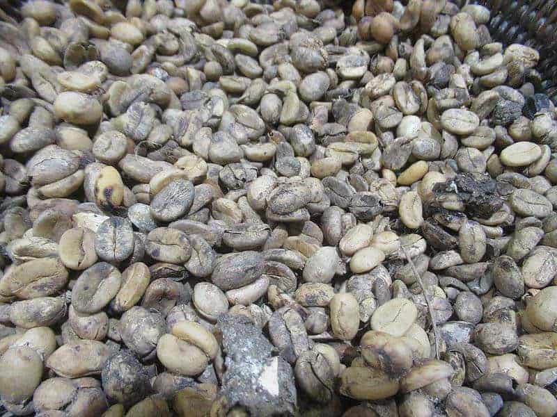 9. Kopi Luwak - Indonesia