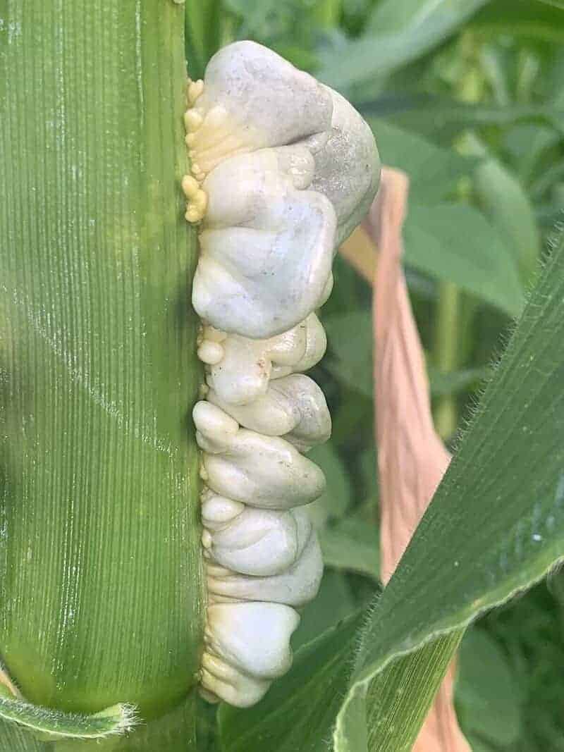 11. Huitlacoche - Mexico