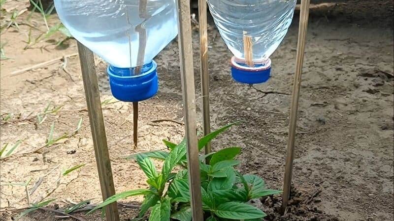 6. Plastic Bottle Drip Waterer