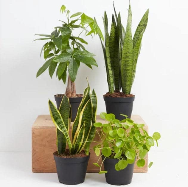 20 Good Luck Plants That Bring Positive Vibes to Your Home