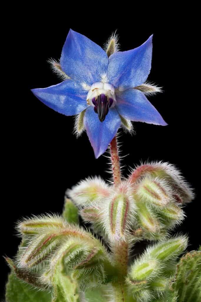 Borage (borago officinalis)