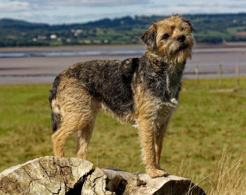 Border terrier colin seddon shutterstock