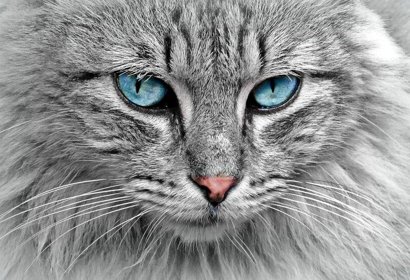 Cat 1045782 960 720