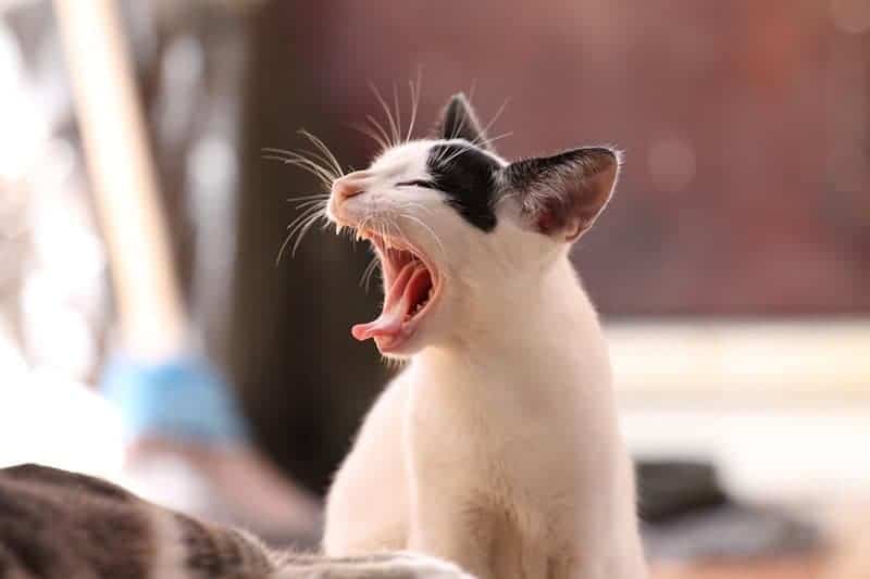 Cat 339400 960 720