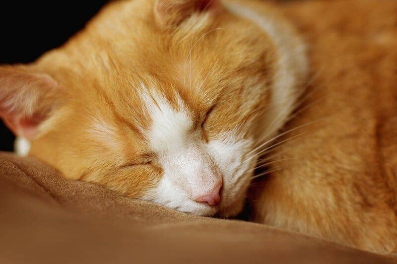 Cat 5001570 960 720