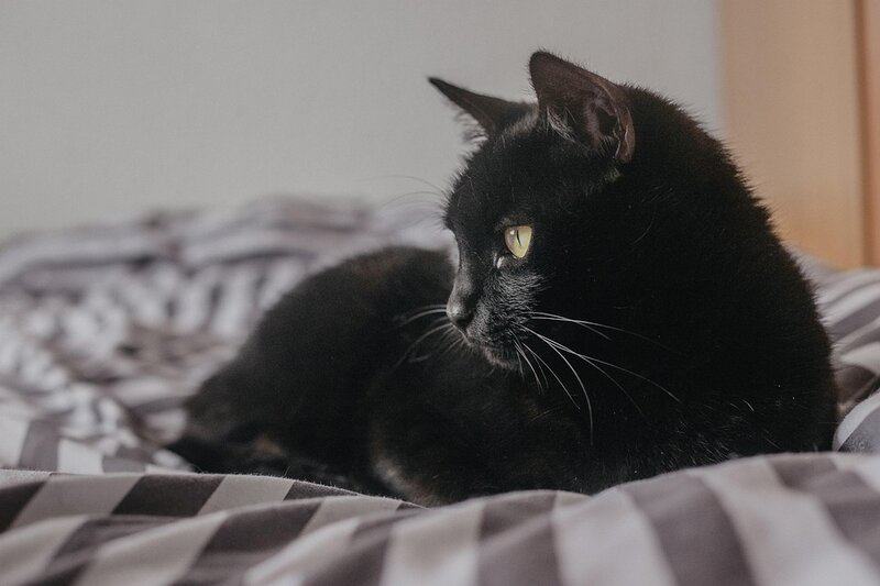 Cat 5233986 960 720